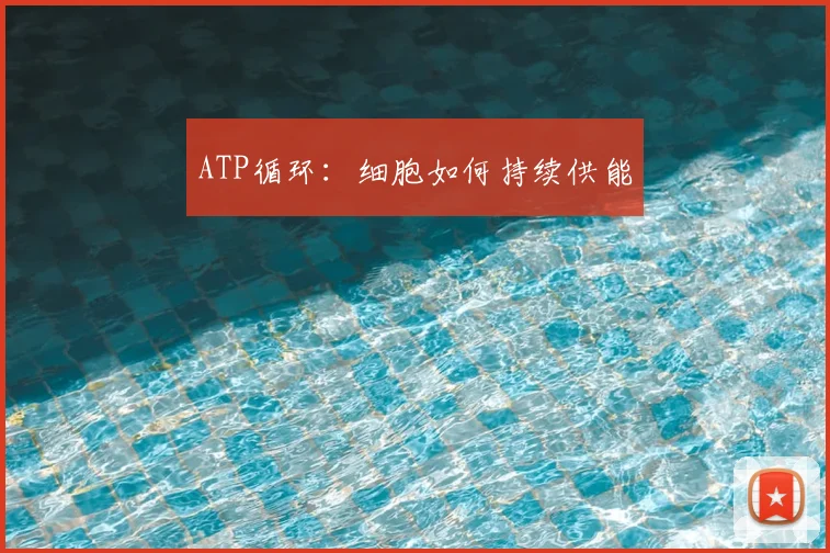 ATP循环：细胞如何持续供能