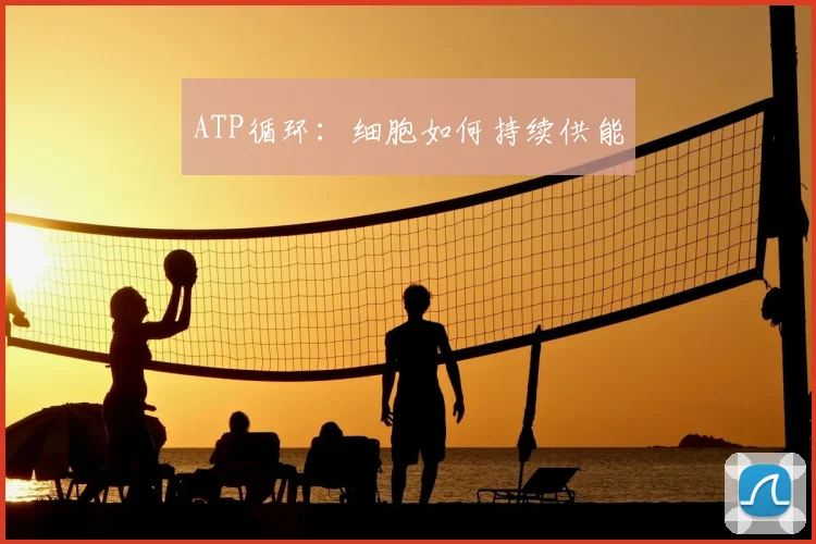 ATP循环：细胞如何持续供能